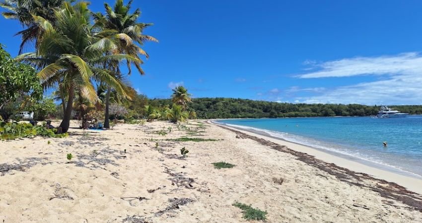 Vieques